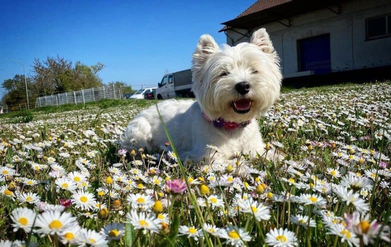 West Highland White Terrier liegt mitten im Blumengarten