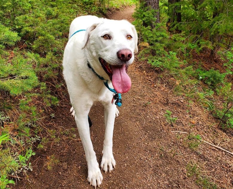 Weißer Akbash Hund bei einer Wanderung