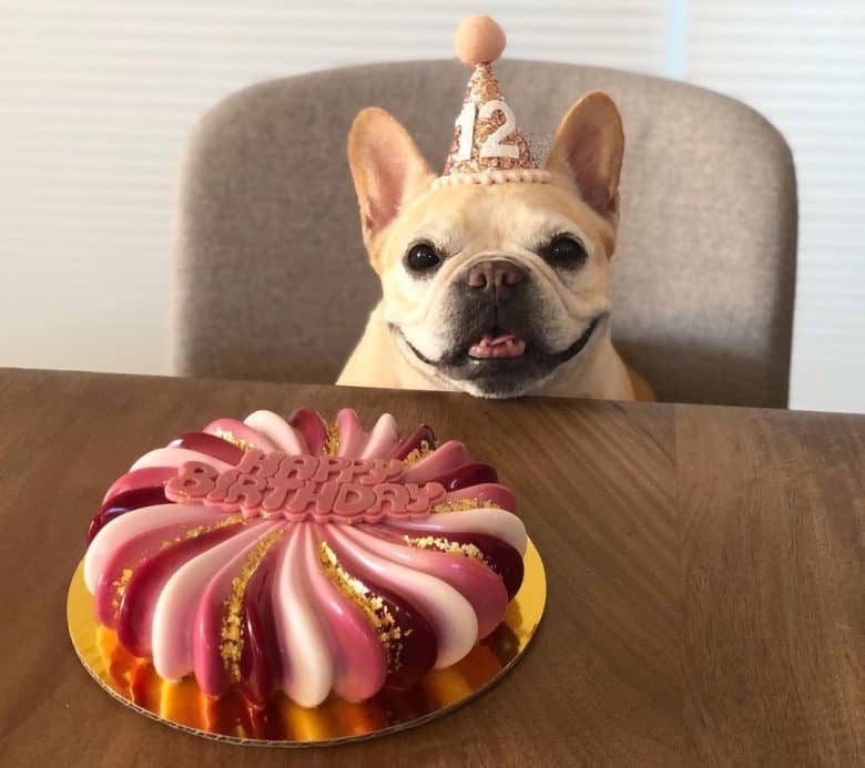 Ein Frenchie-Hund feiert Geburtstag