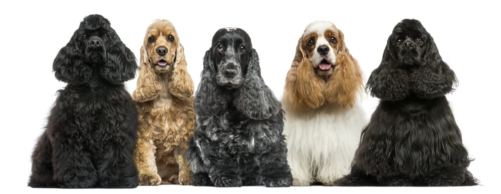 Five American Cocker Spaniel dogs sitting for a portrait