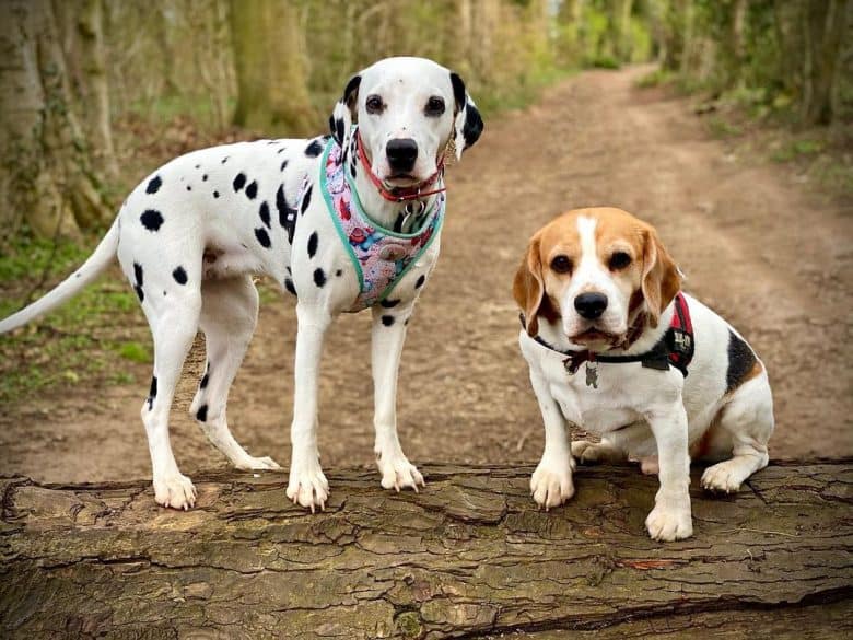 ein Dalmatinerwelpe und ein Beagle-Welpe auf einem getrockneten Baumstamm