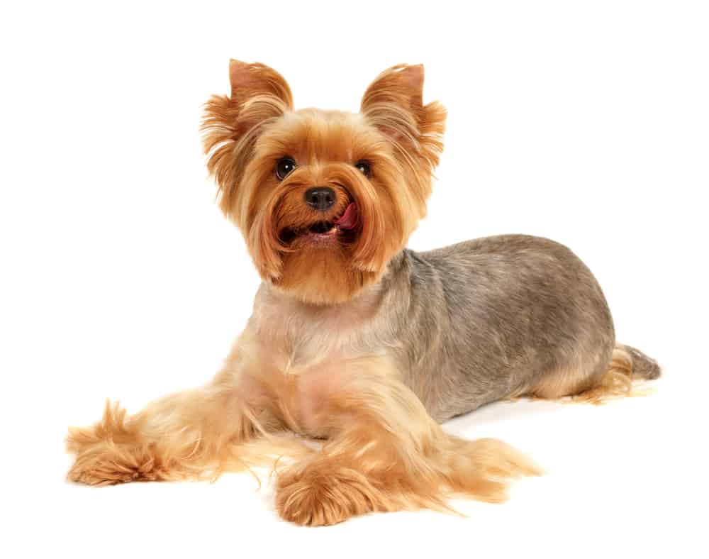 a cute Yorkie licking its face while laying down