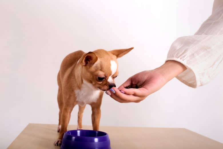 ein Chihuahua, der auf einer menschlichen Hand steht und isst
