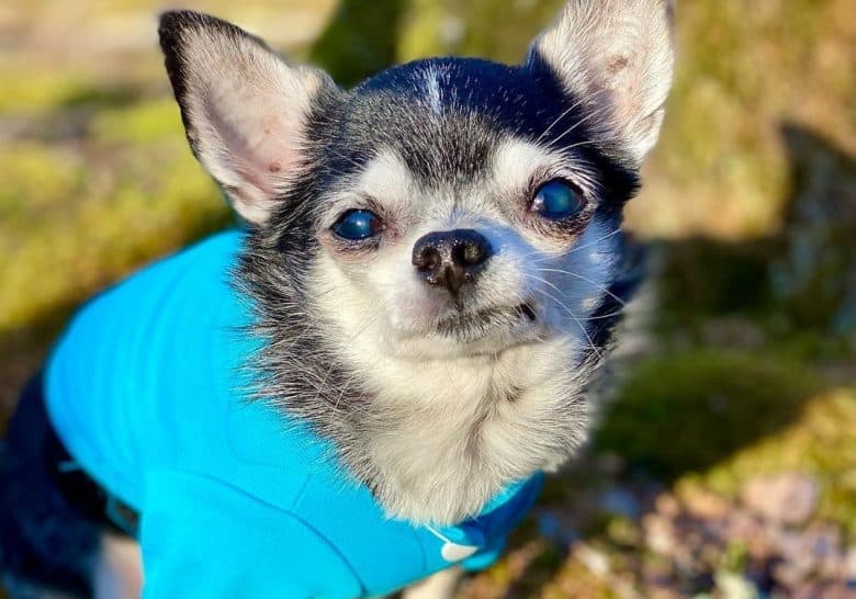 ein Senior Chihuahua, der ein Aqua-Shirt trägt und im Freien sitzt
