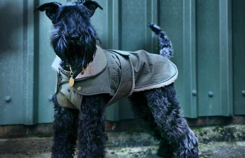 ein Kerry Blue Terrier im Detektivmantel