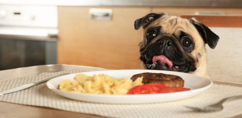 Reinrassiger Mopshund aufgeregt für das Essen auf dem Tisch