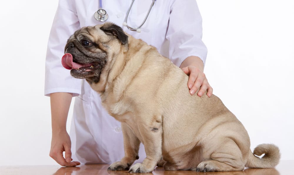 Mopshund wird vom Tierarzt untersucht