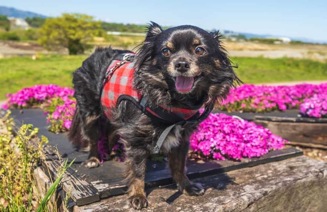 ein glücklicher schwarzer Chihuahua in einem rosa Geschirr und genießt die lila Blumen