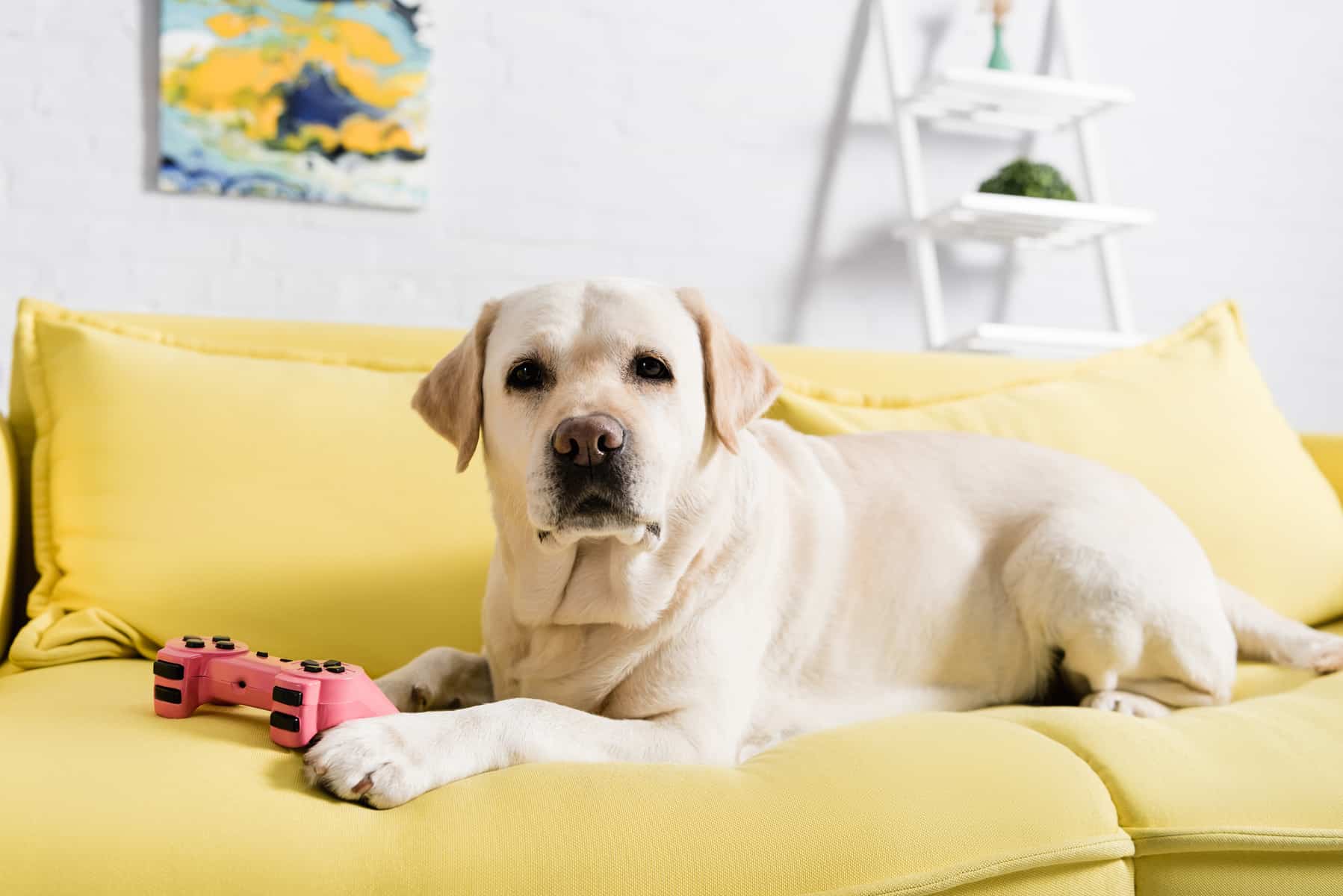 Gelber Labrador Retriever Hund liegt auf dem Sofa