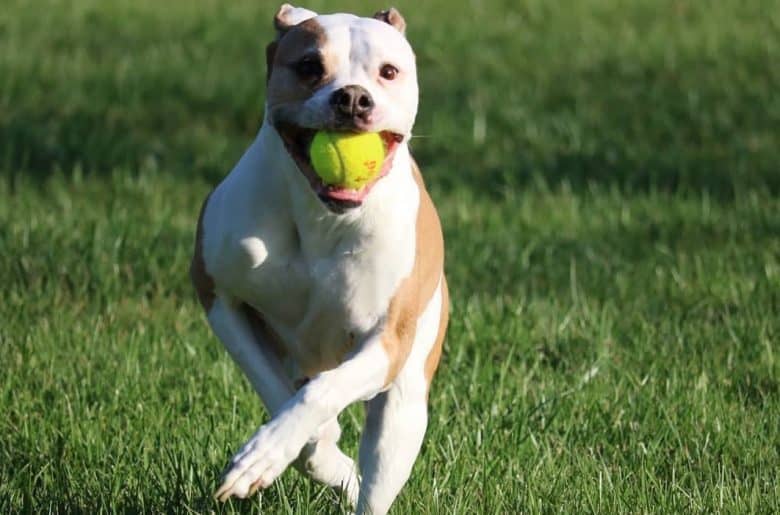 ein Maler American Bulldogge, der beim Laufen einen Tennisball beißt