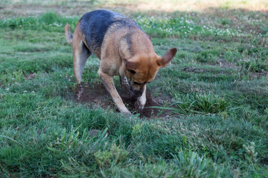 Deutscher Schäferhund gräbt Loch im Hof
