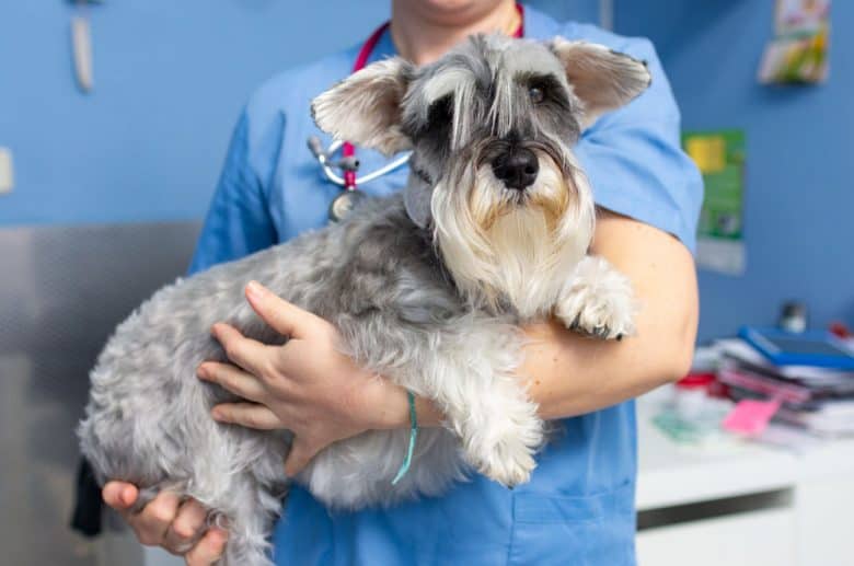 Tierarzt trug Schnauzerhund zur Beratung