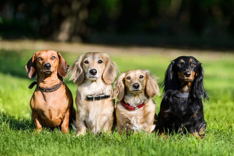 Vier Wursthunde in verschiedenen Farben