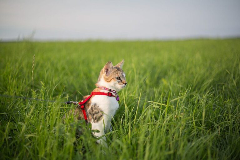 Ist Cat Walking möglich? Tipps, Ratschläge, bestes Geschirr & Leine