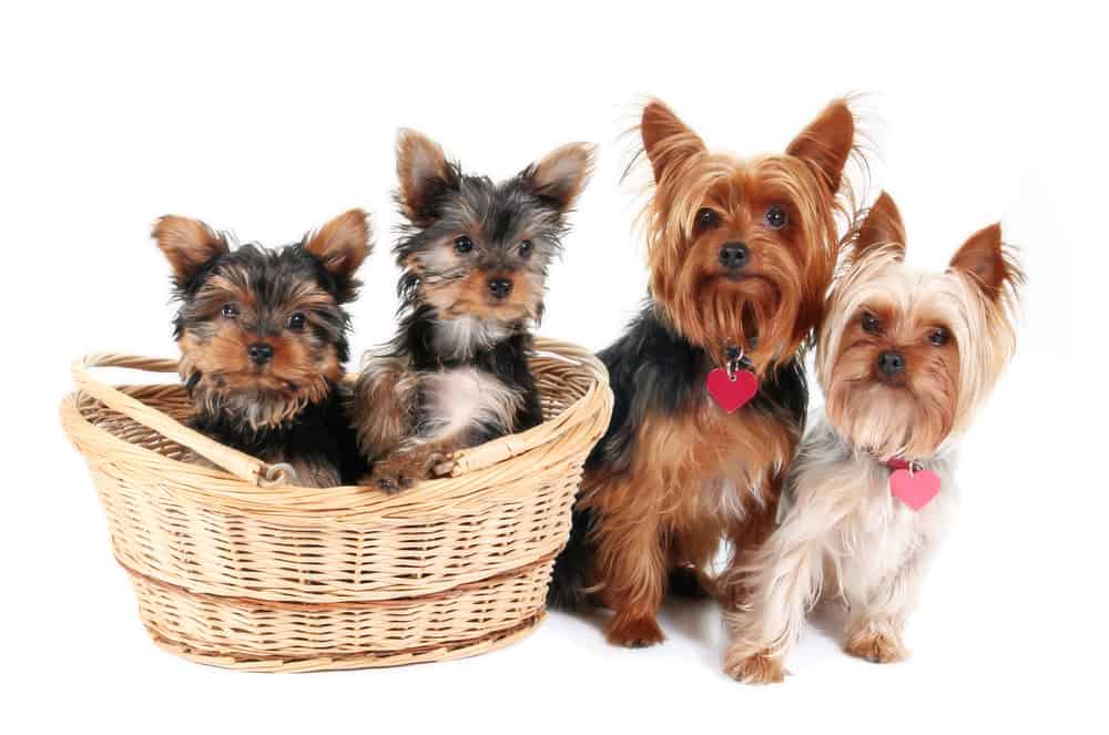 Yorkshire Terrier family portrait