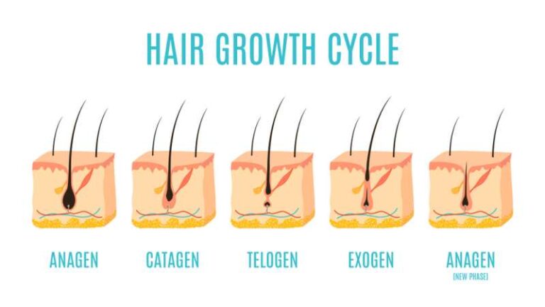 Haarwachstumszyklus: Wie lange dauert es, bis Haare wachsen?