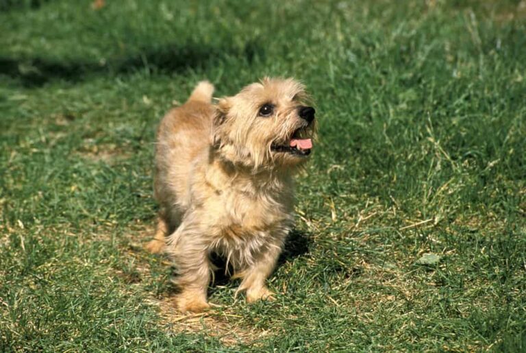 Treffen Sie den Norfolk Terrier: Eine furchtlose und lustige Hunderasse