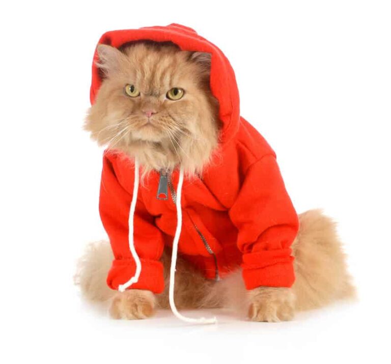 Kleidung für Katzen: So finden Sie heraus, ob sich Ihre Katze gerne verkleidet