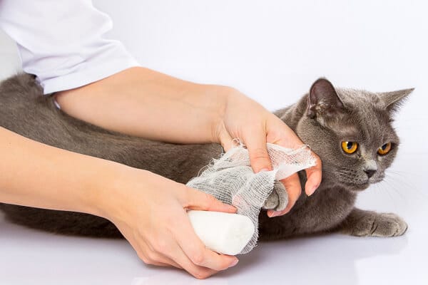 Graue Katze kurz davor, ihre Pfote bandagiert zu bekommen