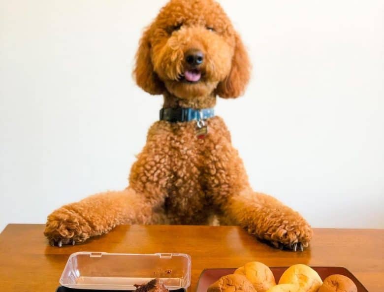 ein brauner Goldendoodle, der glücklich auf das Abendessen wartet