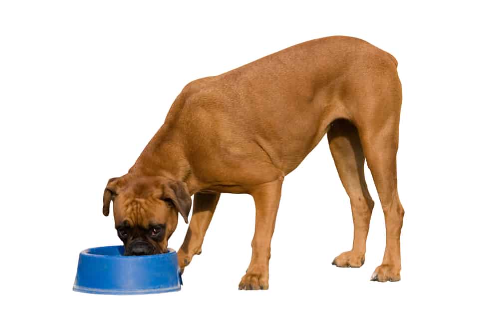 brown Boxer eating on a blue dog bowl