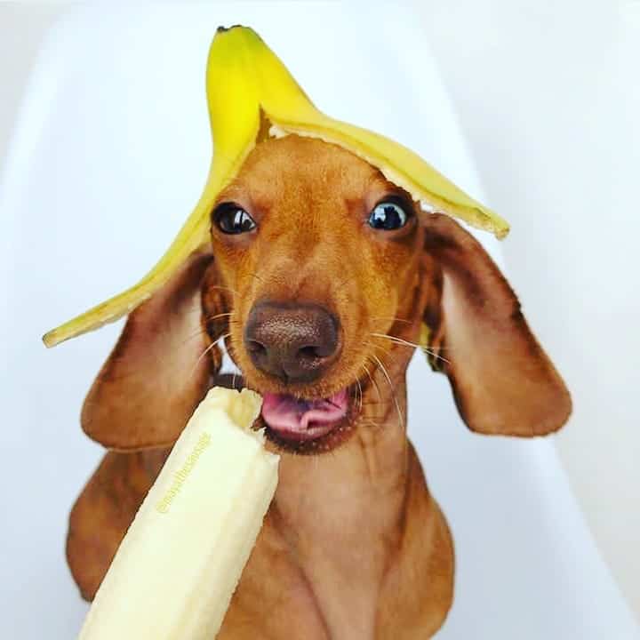 ein Dackel, der eine Bananenschale trägt, während er eine Banane isst