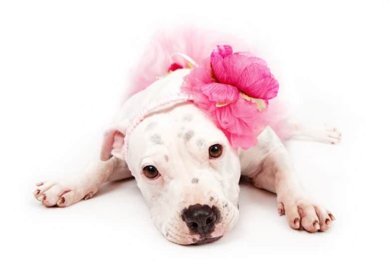 ein weißer Pitbull mit einem rosa Blumenstirnband