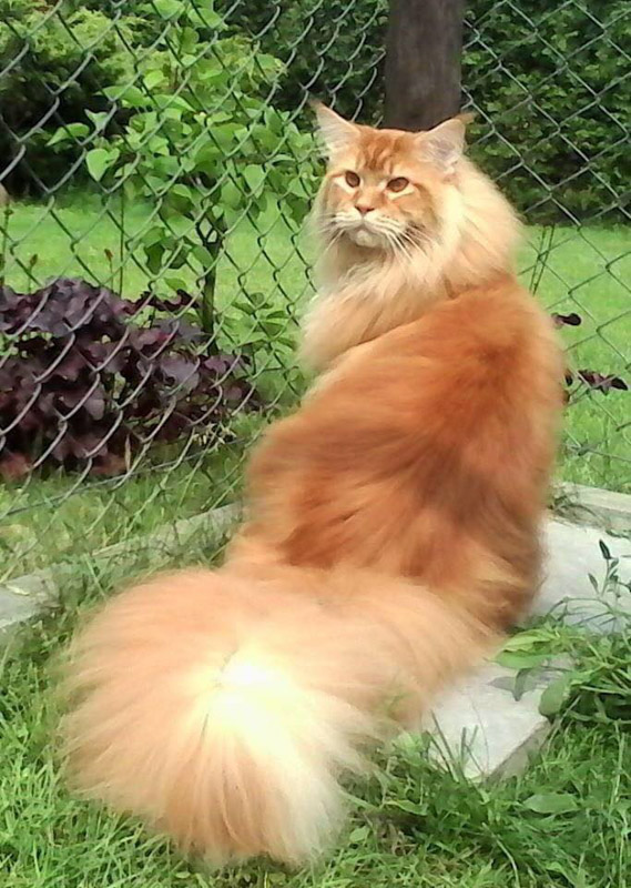 orange Maine Coon Katze mit flauschigem Schwanz