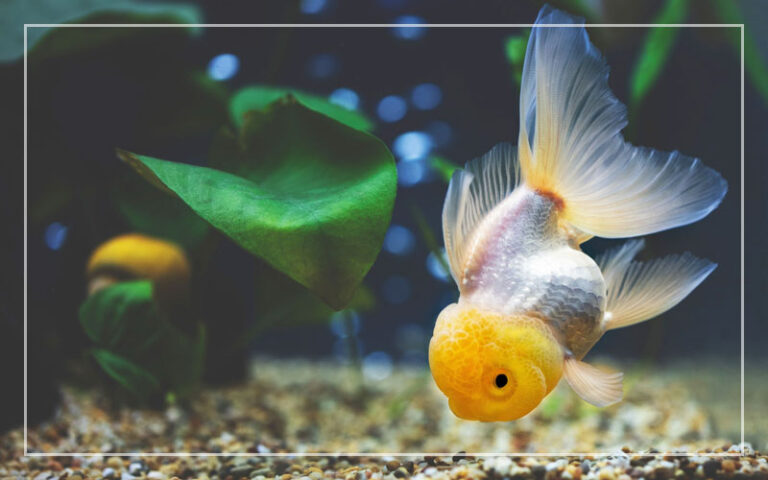 Oranda – Der Goldfisch mit der großen Stirn