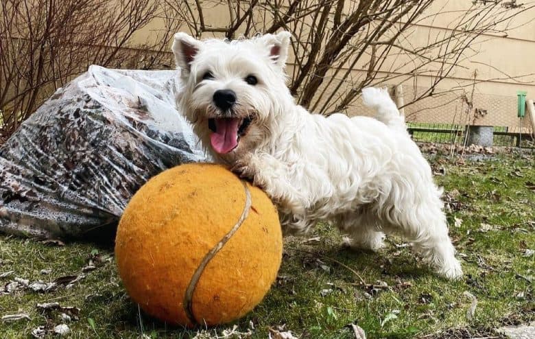 Ein West Highland White Terrier Hund spielt einen riesigen Ball