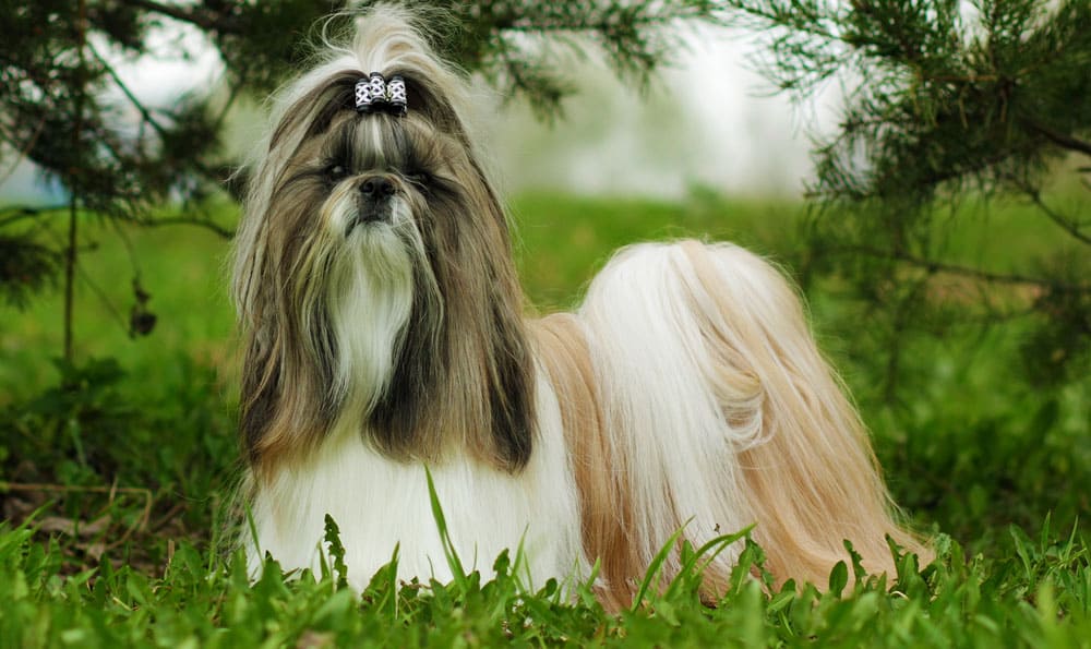 Glamorous Shih Tzu dog portrait in the nature