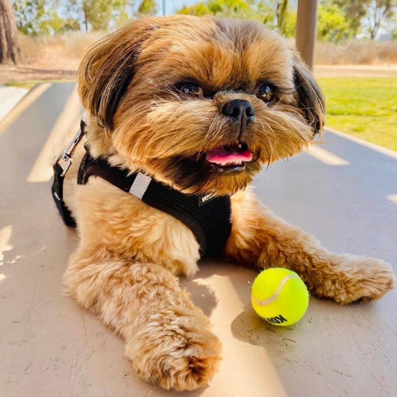 Roter Shih Tzu Hund spielt einen Tennisball