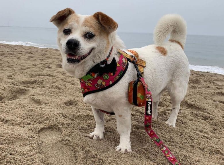 Beagle Corgi Mix Hund posiert am Strand