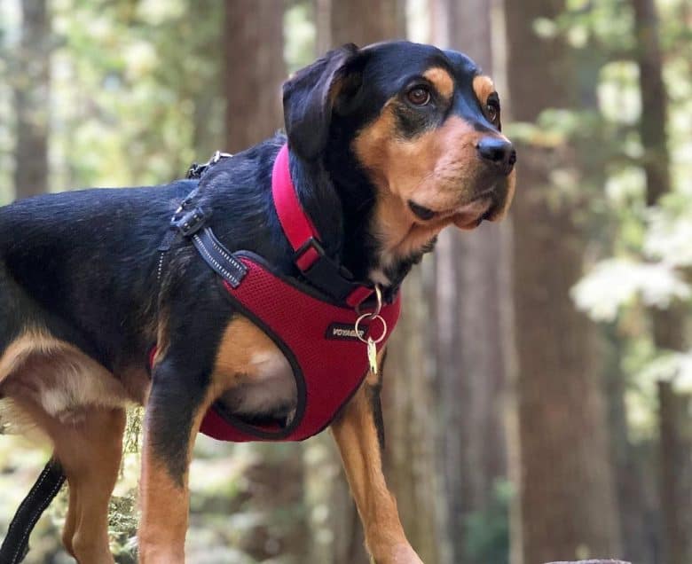 Porträt von Rottweiler Beagle Mix Hund im Wald