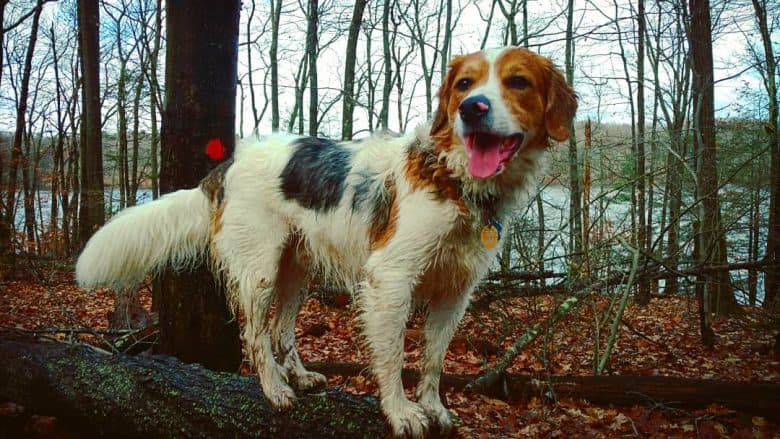 Beagle Great Pyrenees mischen Hund, der im Wald posiert