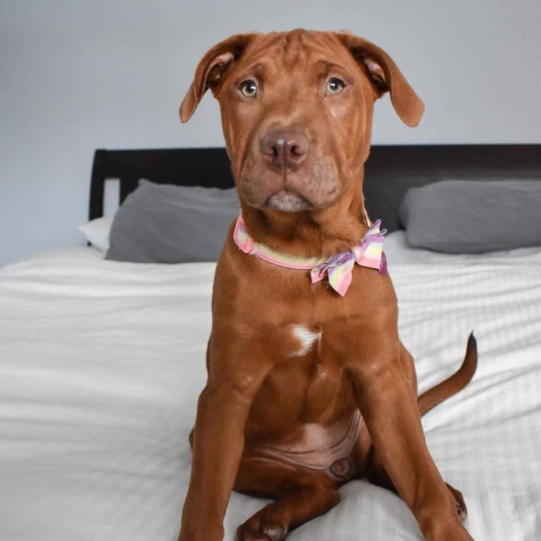 French Mastiff und Pitbull Terrier Mix Hund sitzt auf dem Bett