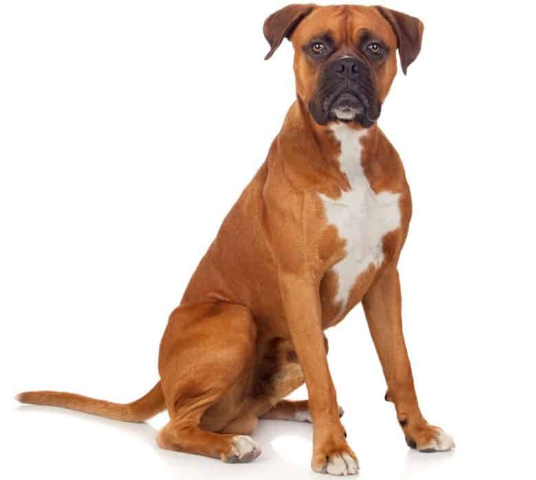 Reinrassiges Boxerhundeporträt