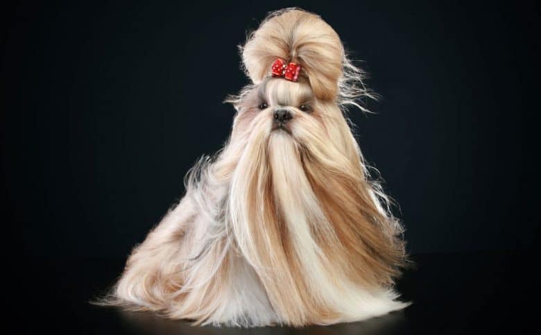 Shih Tzu Hund mit dem oberen Knoten zeigen Haarschnitt