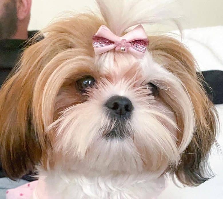 Shih Tzu Hund mit Westie Style Clip Haarschnitt