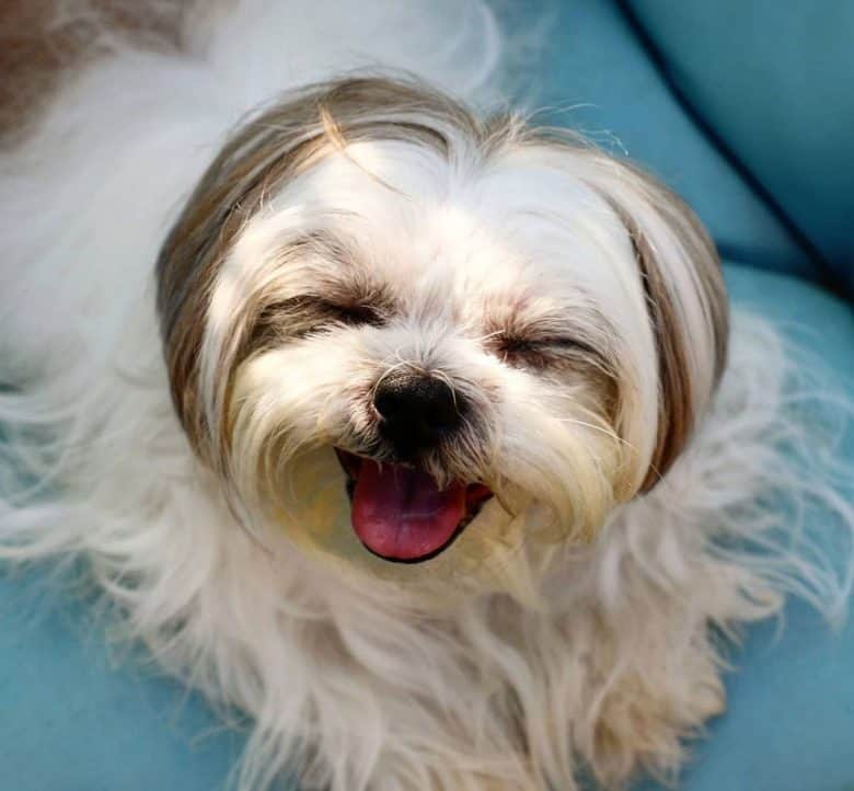 Glückliches Shih Tzu Hundeporträt