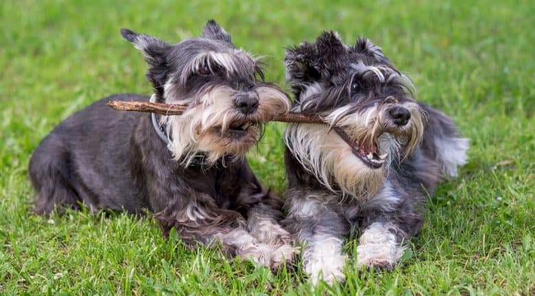 Zwei Zwergschnauzerhunde spielen zusammen einen Stock