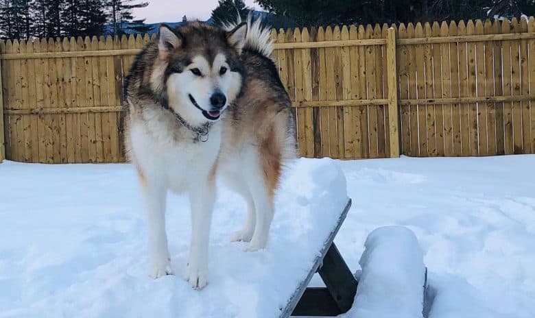 Sable Alaskan Malamute Hund steht auf verschneitem Tisch im Freien
