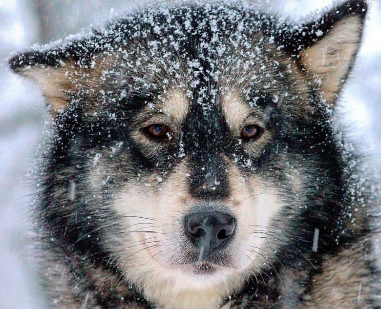 Agouti Alaskan Malamute Hund mit Schneeflocken im Haar