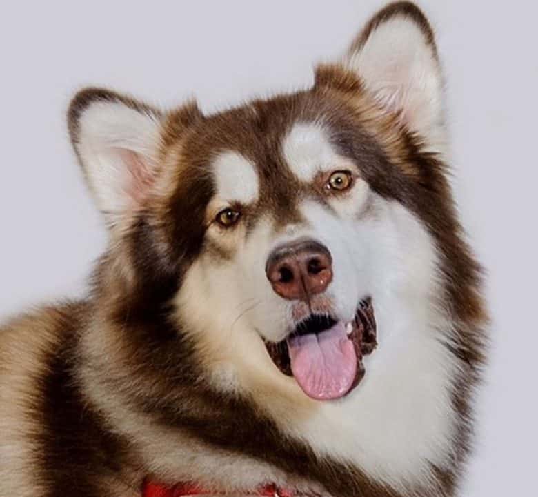 Bar markiert Alaskan Malamute Hundeporträt