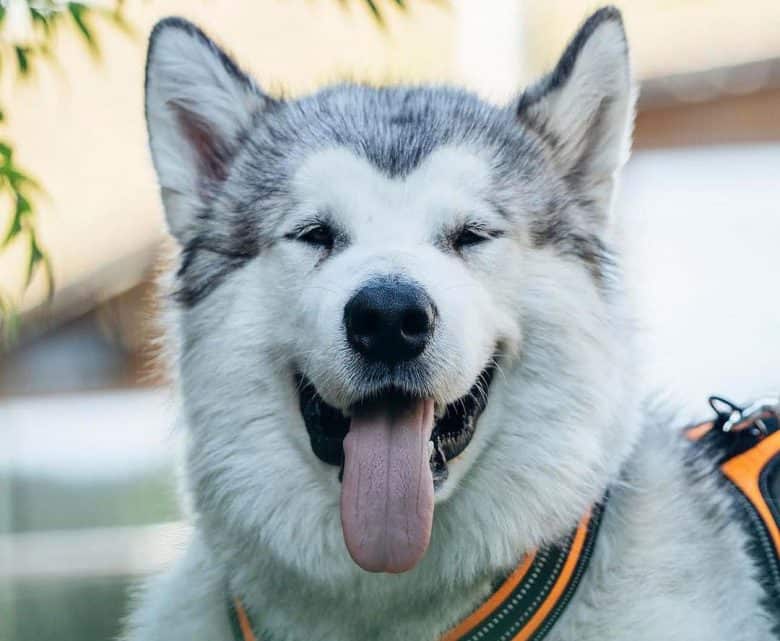 Lidschatten markiert Alaskan Malamute Hundeporträt