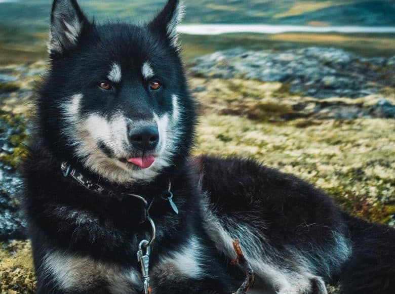 Porträt eines Alaskan Malamute Hundes mit geschlossener Gesichtsmarkierung