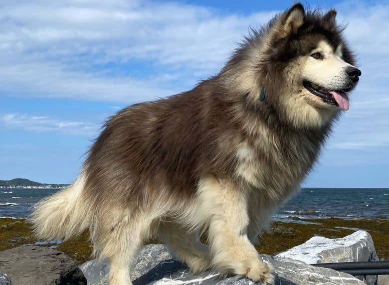 Flauschiger Alaskan Malamute Hund an der Spitze des Felsens