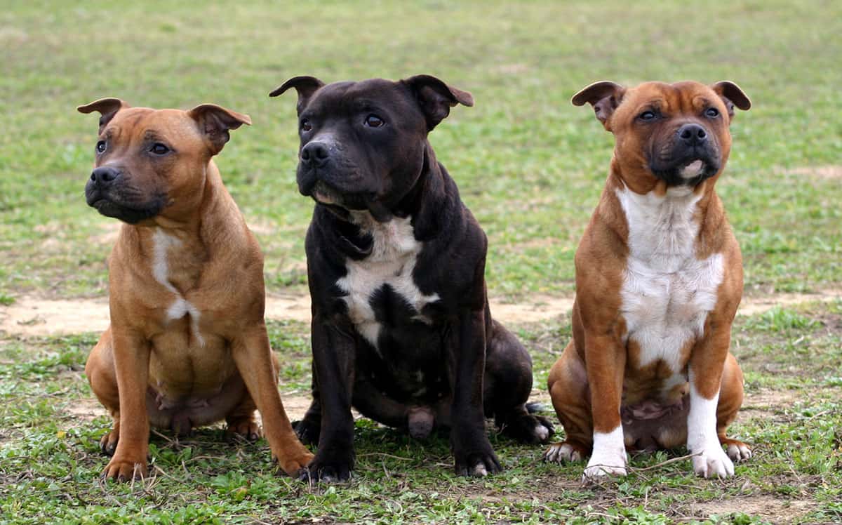 Three Staffordshire Bull Terrier dogs