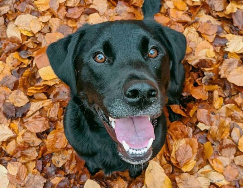 Borador Mix Hund sitzt auf dem Herbstlaub