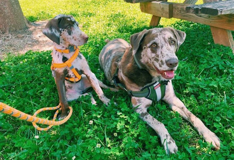 Zwei Labahoula mischen Hunde chillen auf dem Gras